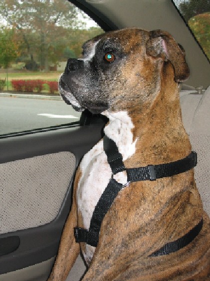 Car ride, car ride, yea yea yea car ride!!!