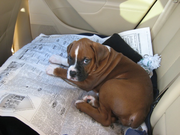 Car Ride Home