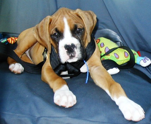 Car Ride? Woohoo!