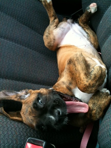 Car ride! Yessss!