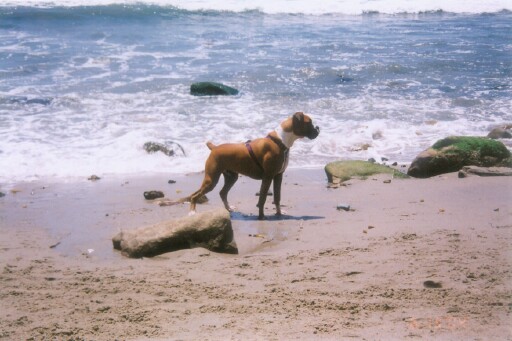 Carley the Beach Bum