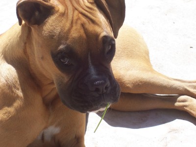 carrot thief