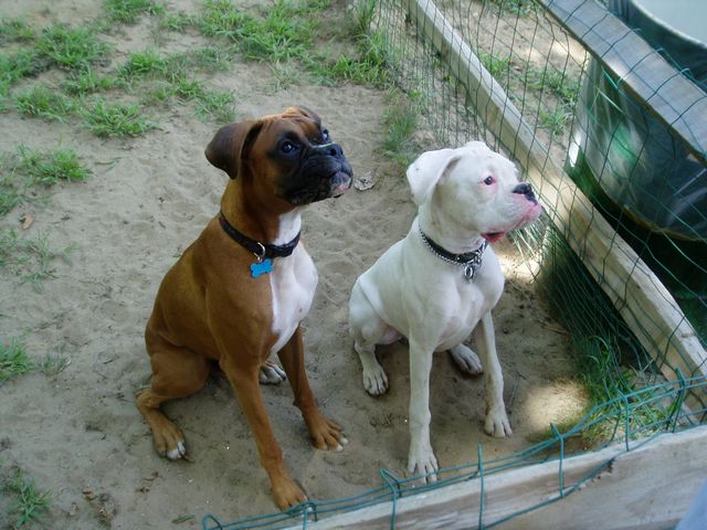 Carson and Corni sitting nice at the park