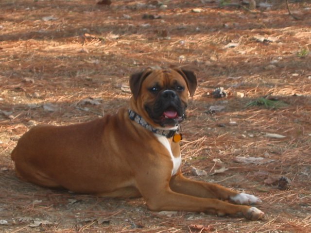 Casey of Albemarle