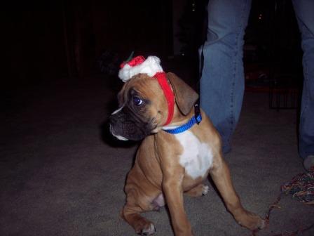 Caseys first Christmas