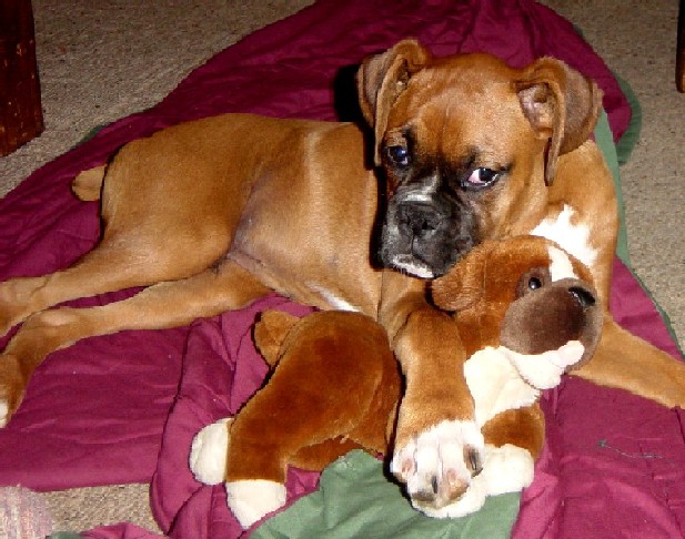 Cash and his favorite toy