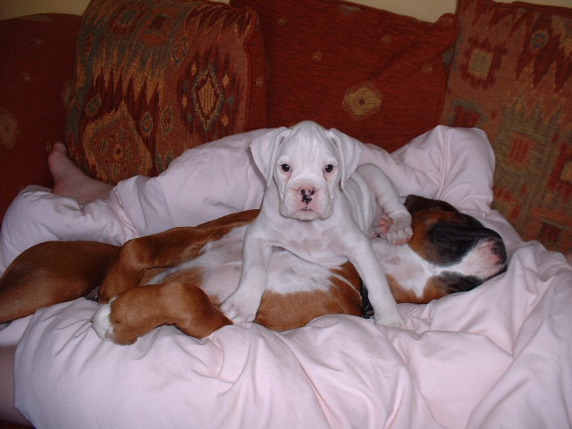 Casper & Zeb