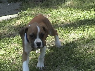 Cassie at 9 weeks