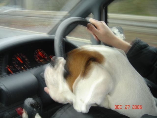Cassie Driving