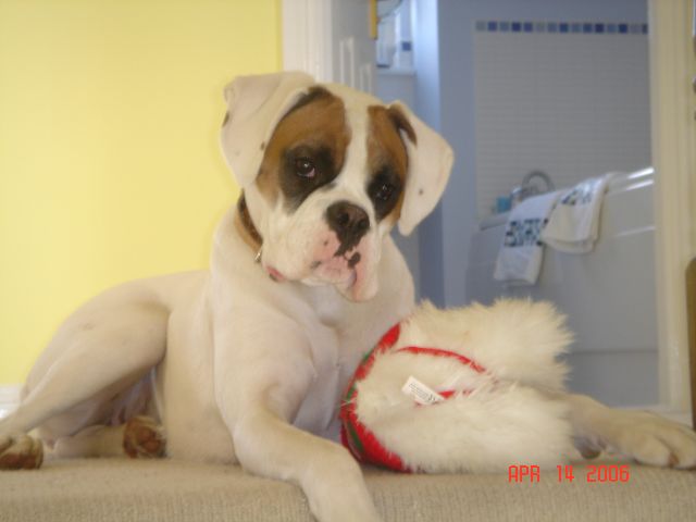 Cassie with toy dog 2