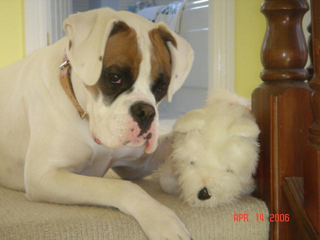Cassie with toy dog