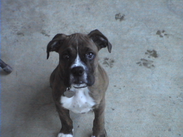 CASSIUS-11 WEEKS OLD