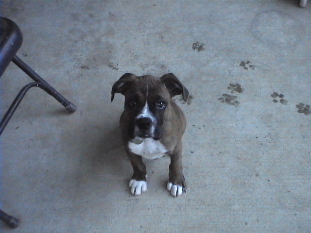 CASSIUS-11 WEEKS OLD