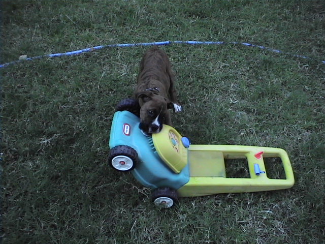 CASSIUS-11 WEEKS OLD