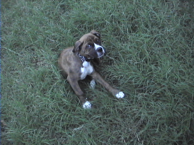 CASSIUS-11 WEEKS OLD