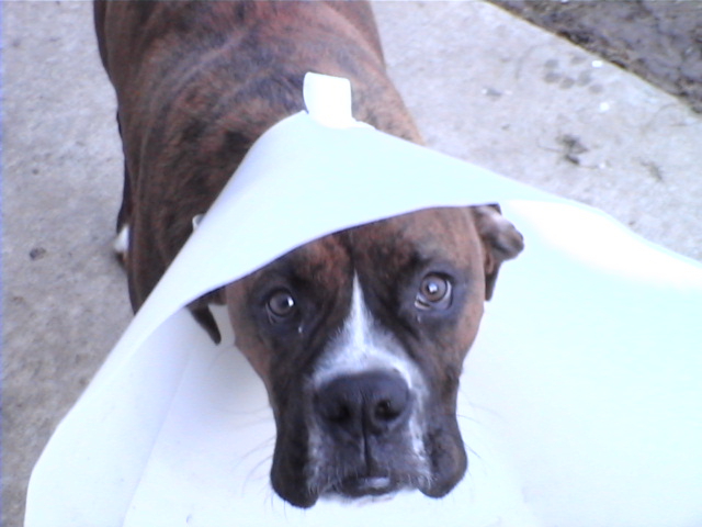 CASSIUS-6 MONTHS-RECOVERING
