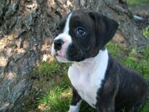 Cassius 7 weeks