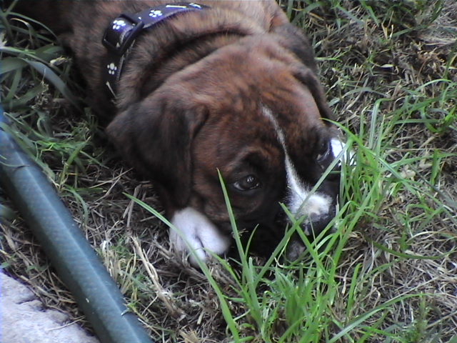 CASSIUS-8 WEEKS OLD
