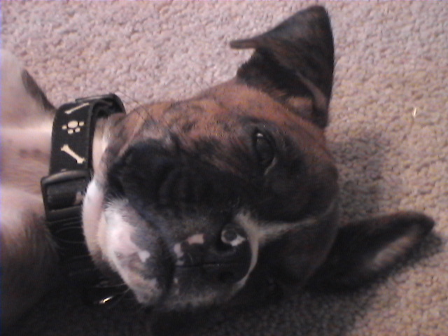 CASSIUS-8 WEEKS OLD