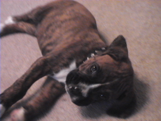 CASSIUS-8 WEEKS OLD