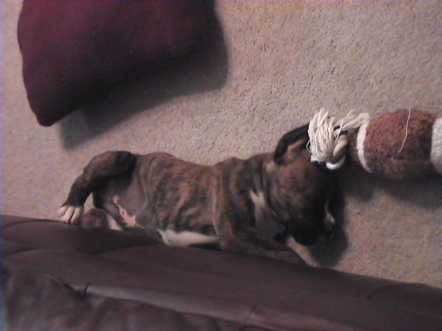 CASSIUS-8 WEEKS OLD