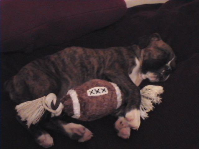 CASSIUS-8 WEEKS OLD