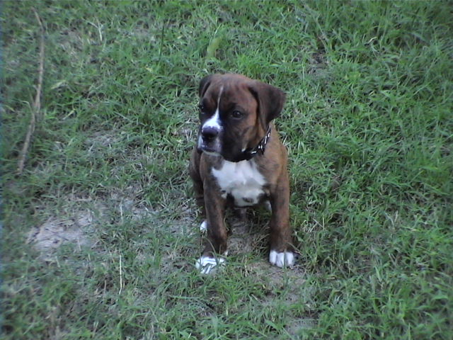 CASSIUS-8 WEEKS OLD
