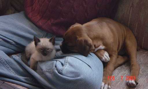 cassius and my kitten tess
