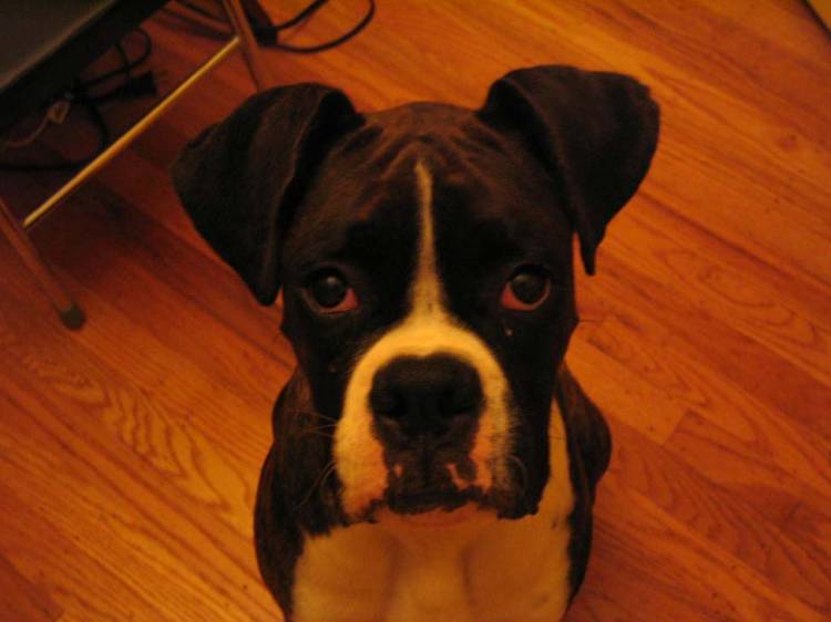 Cassius at home