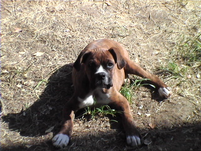 CASSIUS-IN THE SUN