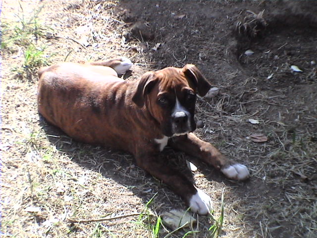 CASSIUS-IN THE SUN