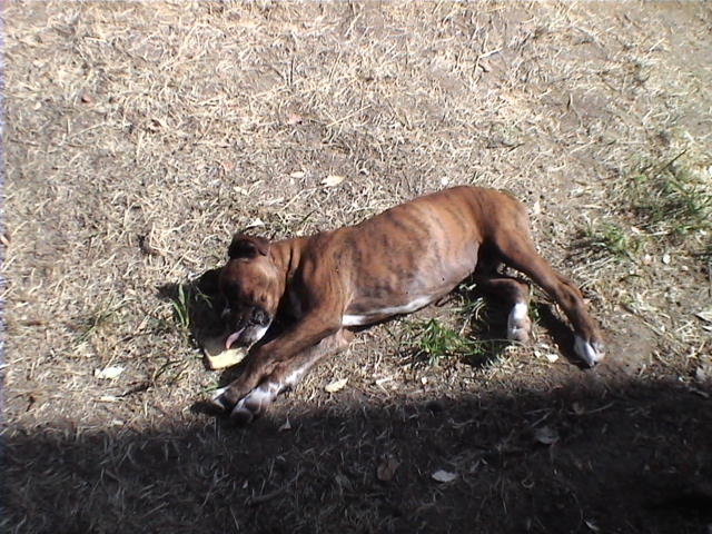 CASSIUS-IN THE SUN