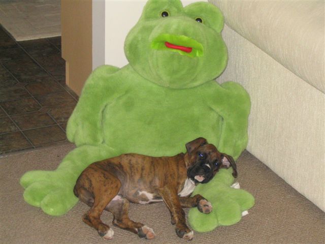 Cassius & Kermit