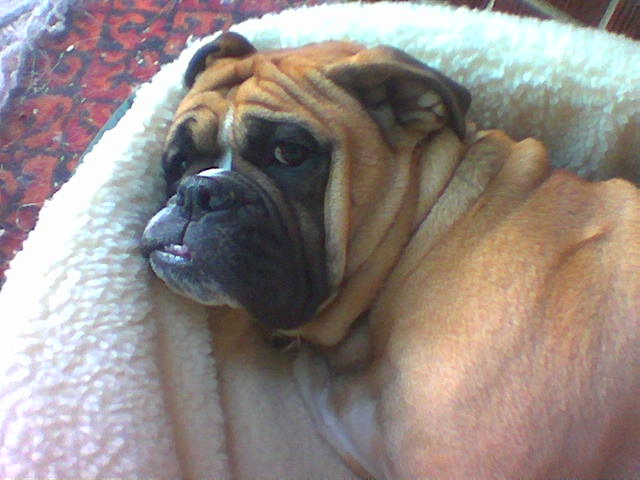 Cassius Sleeping