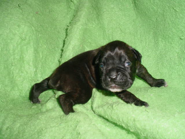 Cassius Week One!