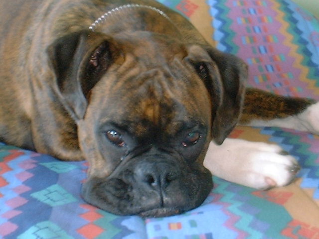 Cassius