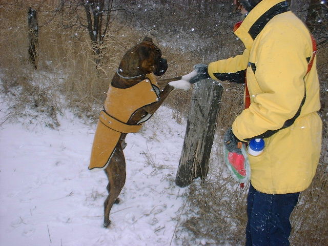 Cassius