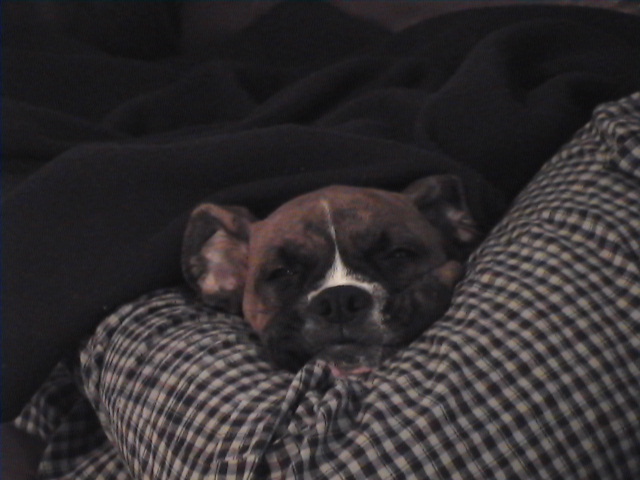 CASSIUS
