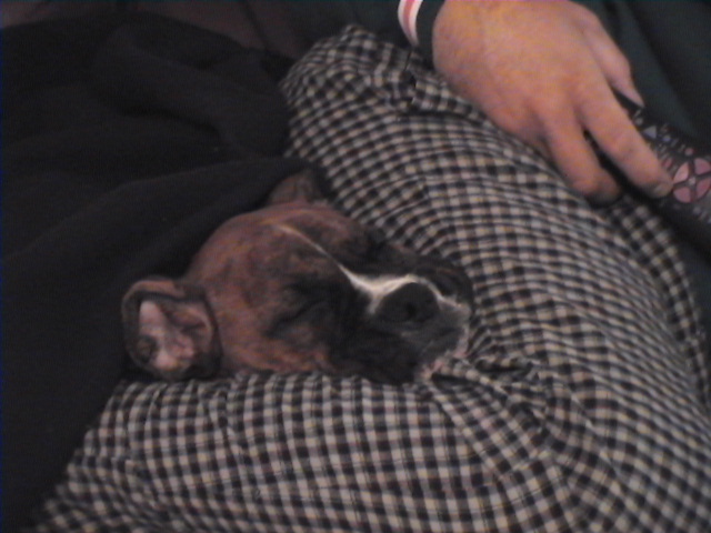 CASSIUS