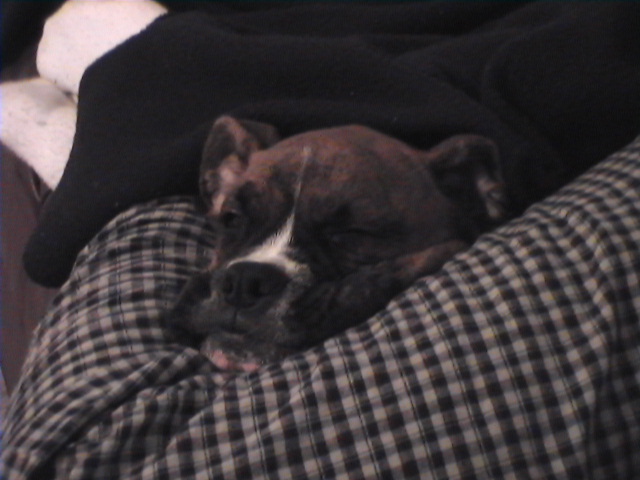 CASSIUS