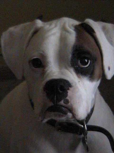 cassius