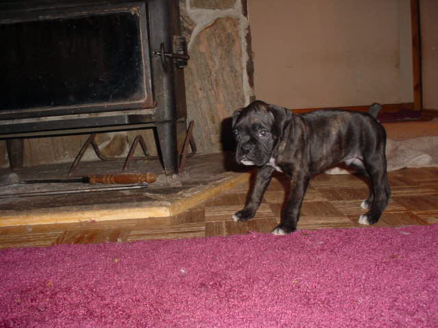 Cassius