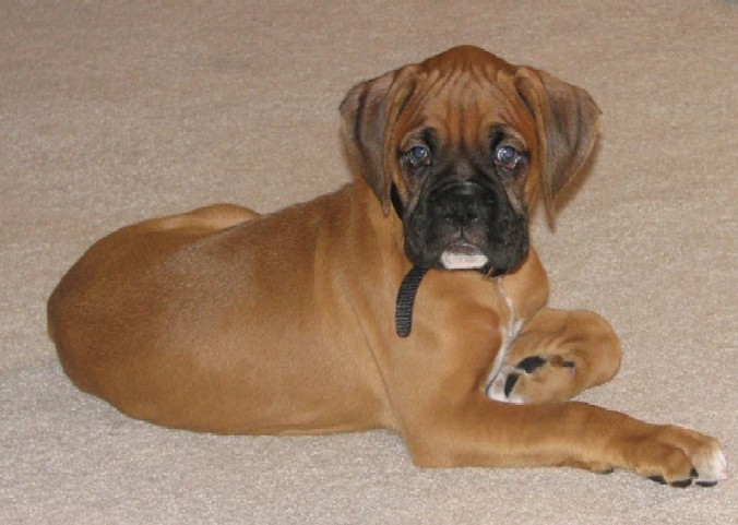 Cassius