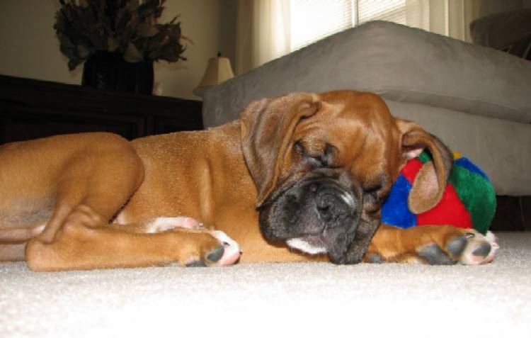 Cassius
