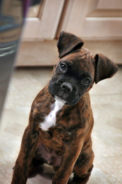 cassius_1