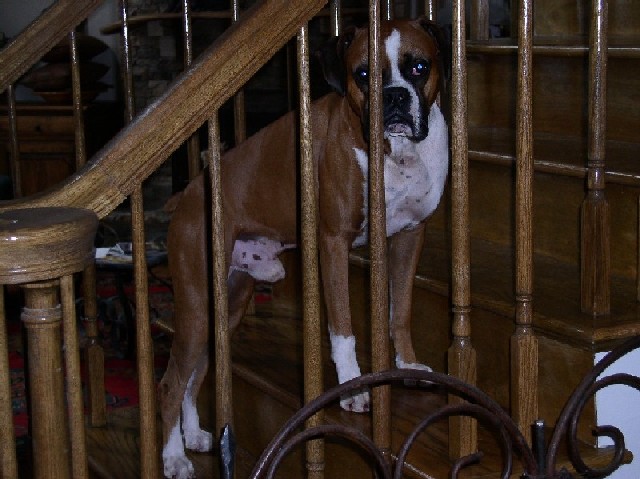 cassius_on_the_stairs1