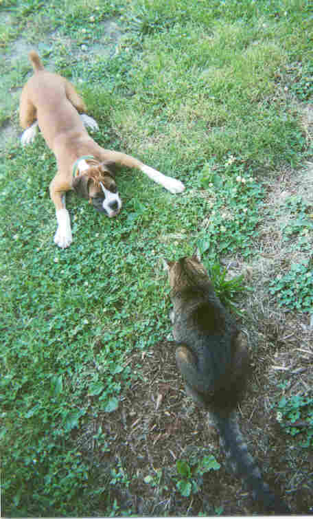cat and dog