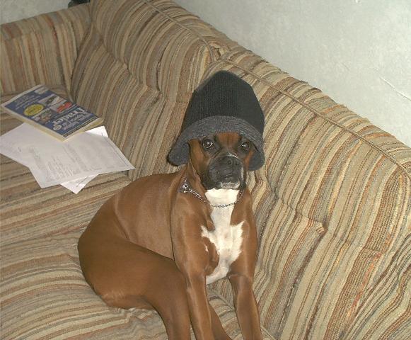 Cat in a Hat?