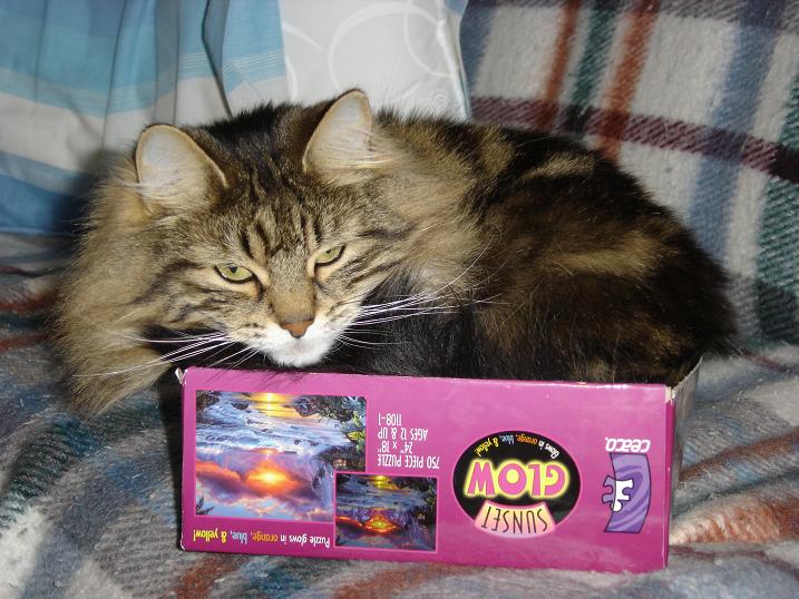 Cat in the Box!!