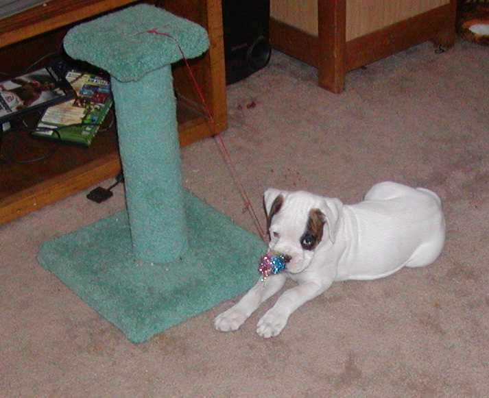 Cat toys are fun too!!!